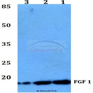 FGF-1 (H56) pAb avatar