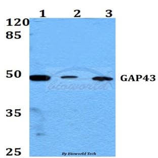 GAP43 (A35) pAb avatar