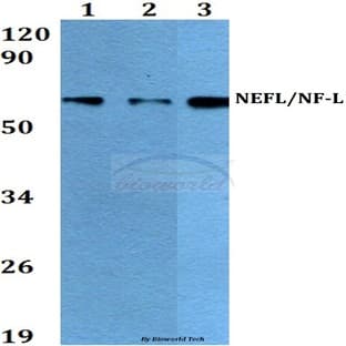 NEFL (I344) pAb