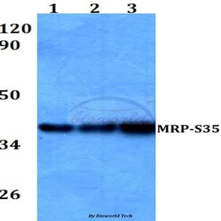 MRP-S35 (I252) pAb avatar