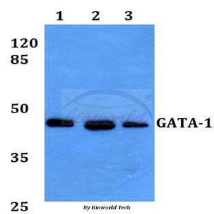 GATA-1 (L136) pAb avatar