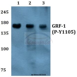 p-GRF-1 (Y1105) pAb
