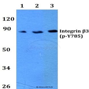 p-Integrin (beta)3 (Y785) pAb avatar