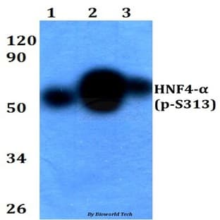 p-HNF4(alpha) (S313) pAb avatar