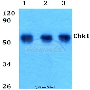 Chk1 (S291) pAb avatar