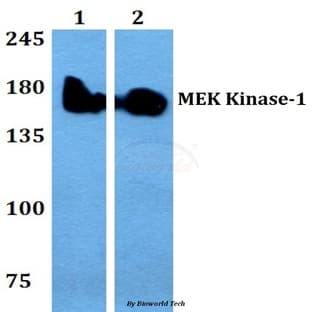 MEK Kinase-1 (W197) pAb avatar