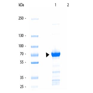 anti-Kinesin 1 antibody