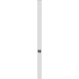 anti-Myc Tag antibody (Biotin)