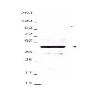 anti-HA-Tag antibody