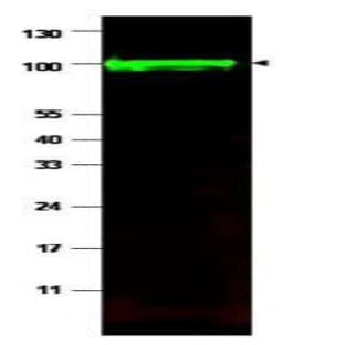 anti-iASSP (Internal Region) antibody
