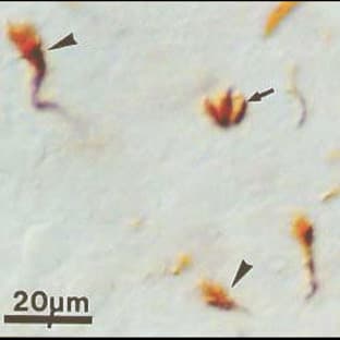 anti-Axonal Growth Cones antibody avatar