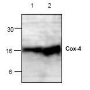 anti-Cytochrome C Oxidase Subunit IV Isoform 1 (COX4I1) (Isoform 1) antibody avatar