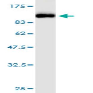anti-Hemagglutinin (HA) (AA 17-531) antibody avatar