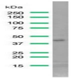anti-ACTA2 / Aortic Smooth Muscle Actin (N-Term) antibody