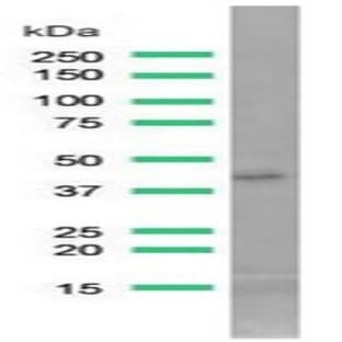 anti-ACTA2 / Aortic Smooth Muscle Actin (N-Term) antibody