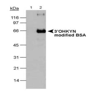 anti-3-Hydroxykynuenine Transaminase antibody avatar