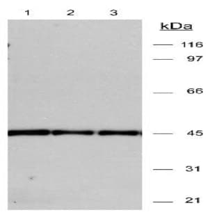 anti-Actin (2 Vial Set) antibody avatar