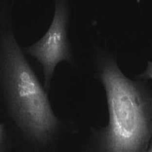 anti-58K Golgi Protein antibody