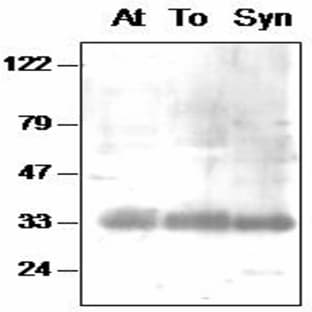 anti-D1-Int (PsbA) antibody avatar