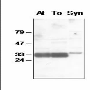 anti-D1-Nt (PsbA) antibody avatar