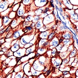 anti-CD44std (Internal Region) antibody avatar