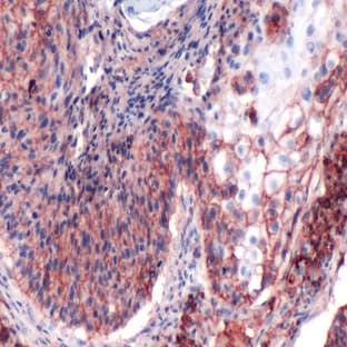 anti-CD44std (Internal Region) antibody avatar