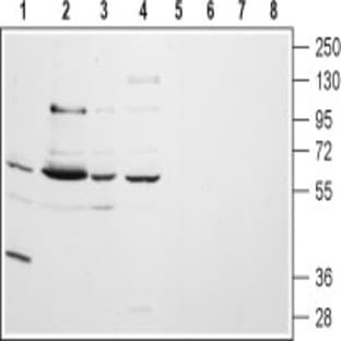 anti-Cholinergic Receptor, Muscarinic 5a (CHRM5A) (N-Term), (AA 7-24), (Extracellular Loop) antibody avatar