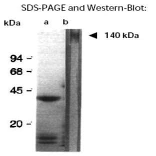 anti-Aggregation Factor antibody avatar