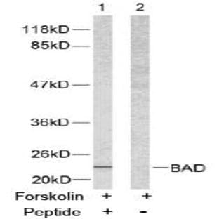 anti-Bcl-2-Like 8 (Ser112) antibody