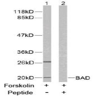 anti-Bcl-2-Like 8 (Ser136) antibody
