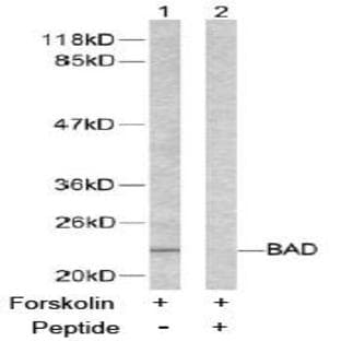 anti-Bcl-2-Like 8 (Ser155) antibody
