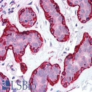 anti-Actin, alpha 2, Smooth Muscle, Aorta (ACTA2) (N-Term) antibody avatar