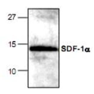 anti-Chemokine (C-X-C Motif) Ligand 12 (CXCL12) antibody avatar