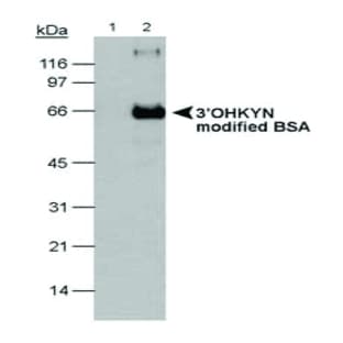 anti-3-Hydroxykynuenine Transaminase antibody avatar