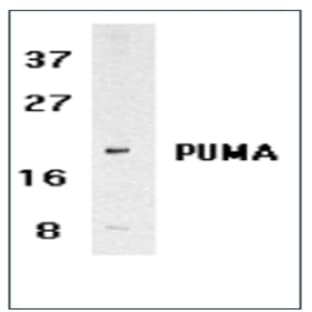 anti-BCL2 Binding Component 3 (BBC3) (N-Term) antibody avatar