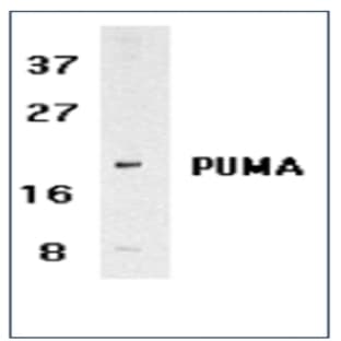 anti-BCL2 Binding Component 3 (BBC3) (N-Term) antibody avatar