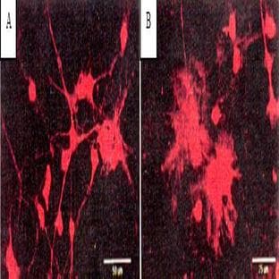 anti-BAPTA antibody avatar