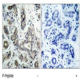anti-Bcl-2-Like 8 (pSer136), (pSer99) antibody