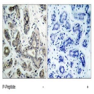 anti-Bcl-2-Like 8 (pSer136), (pSer99) antibody