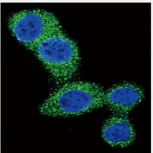 anti-BCL2 Binding Component 3 (BBC3) (C-Term), (BH3 Domain) antibody avatar