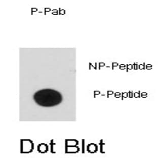 anti-Bcl-2-Like 8 (pSer99) antibody