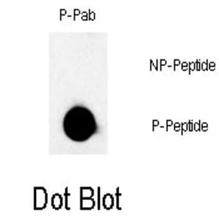 anti-B-Raf Proto-Oncogene (pThr439) antibody avatar