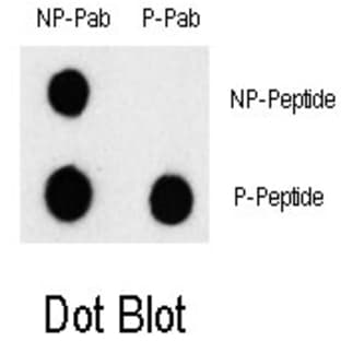 anti-B-Raf Proto-Oncogene (pSer601) antibody avatar