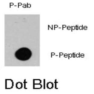 anti-B-Raf Proto-Oncogene (pSer445) antibody avatar