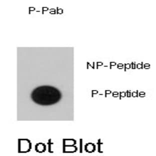 anti-B-Raf Proto-Oncogene (pThr400) antibody avatar