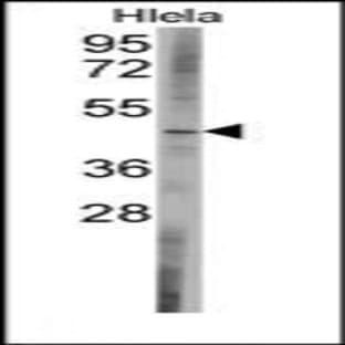 anti-Bcl-2-Like 13 (C-Term) antibody avatar