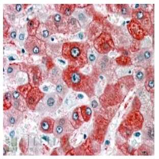 anti-58K Golgi Protein (N-Term) antibody