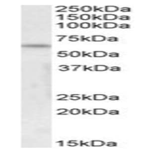 anti-58K Golgi Protein (Internal Region) antibody