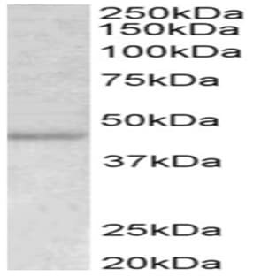 anti-ACTA2 / Aortic Smooth Muscle Actin (N-Term) antibody avatar