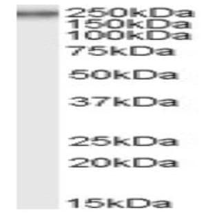 anti-Collagen, Type VII (COL7) (Internal Region) antibody avatar